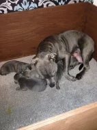 Amstaff  Štěňátka s pp